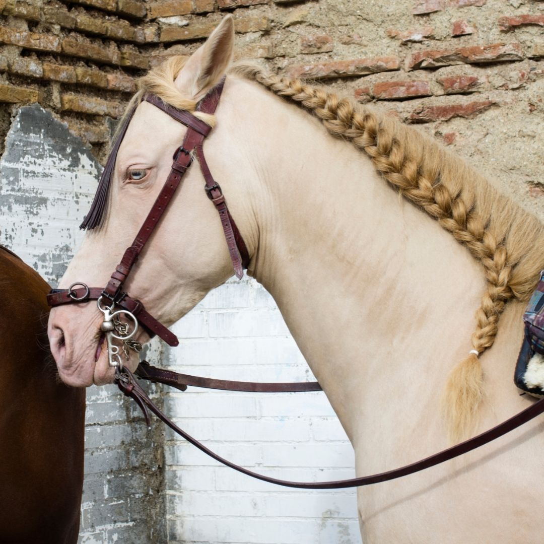 A horse with a neatly braided mane