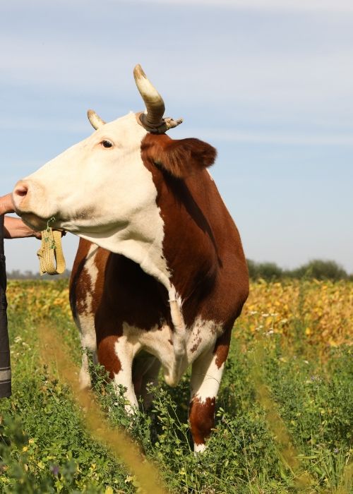 A man gently pets a cow in a green field