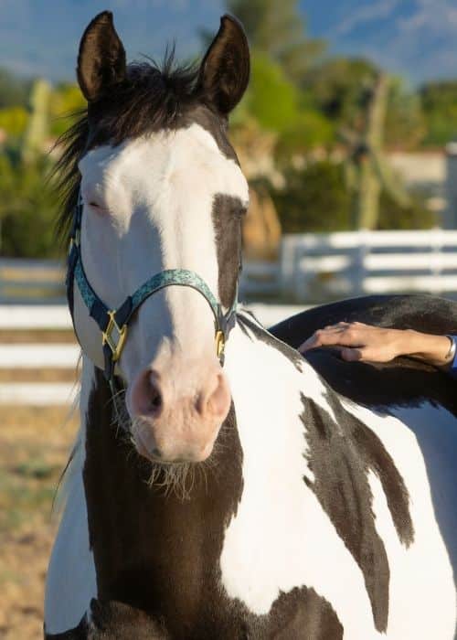 A white horse in a grass field