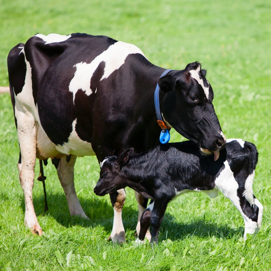 Cow and Calf