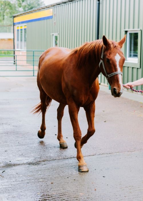 Equine Surgery