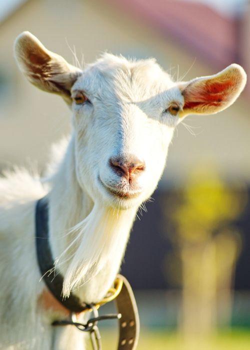 A woman in blue scrubs gently holds a small dog
