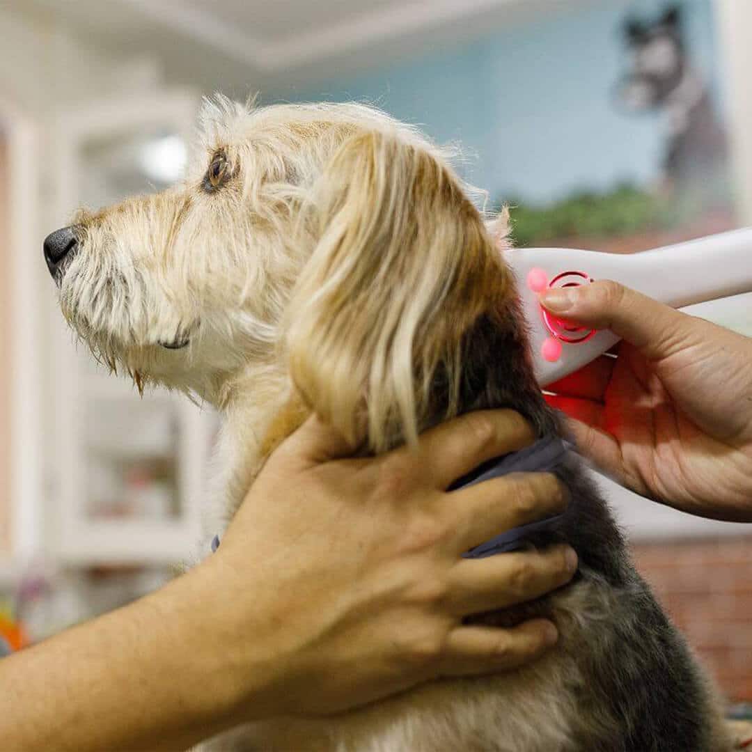 Pet Laser Therapy