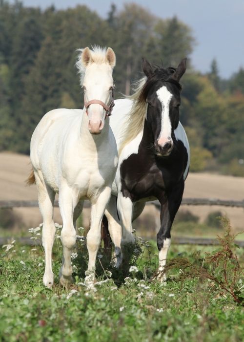 Two horses together in the grass field