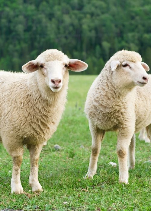 Two sheep