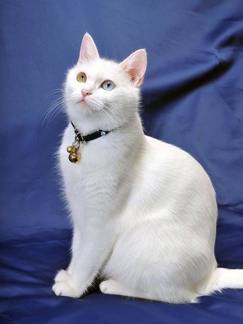 White Cat