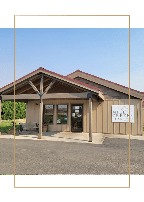 mill creek veterinary hospital